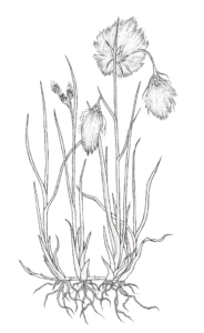 Klófífa, Eriophorum angustifolium